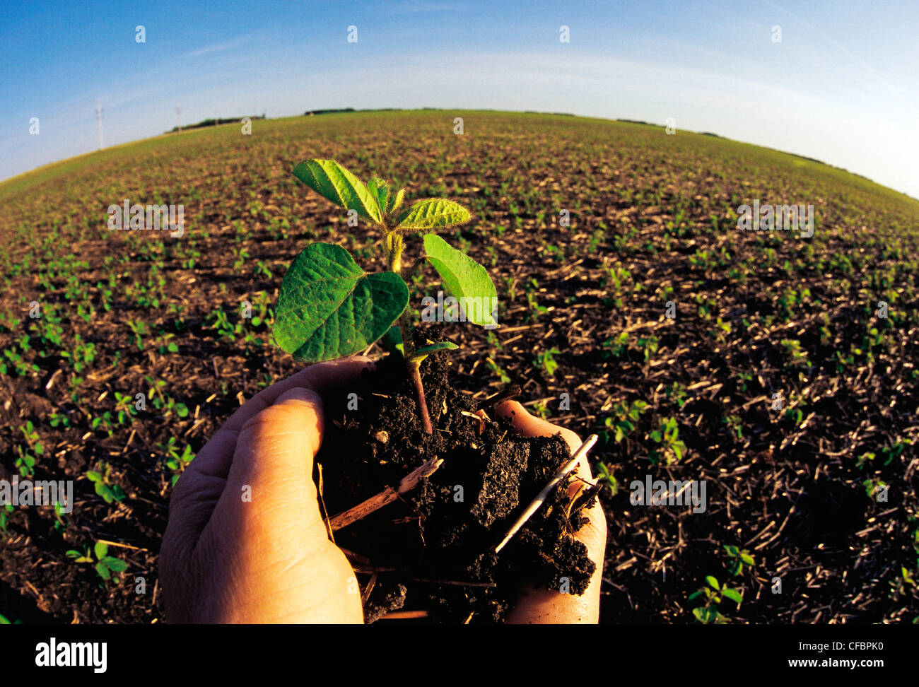 Main tenant le début de la croissance des plantes de soja près de Dugald (Manitoba), Canada Banque D'Images