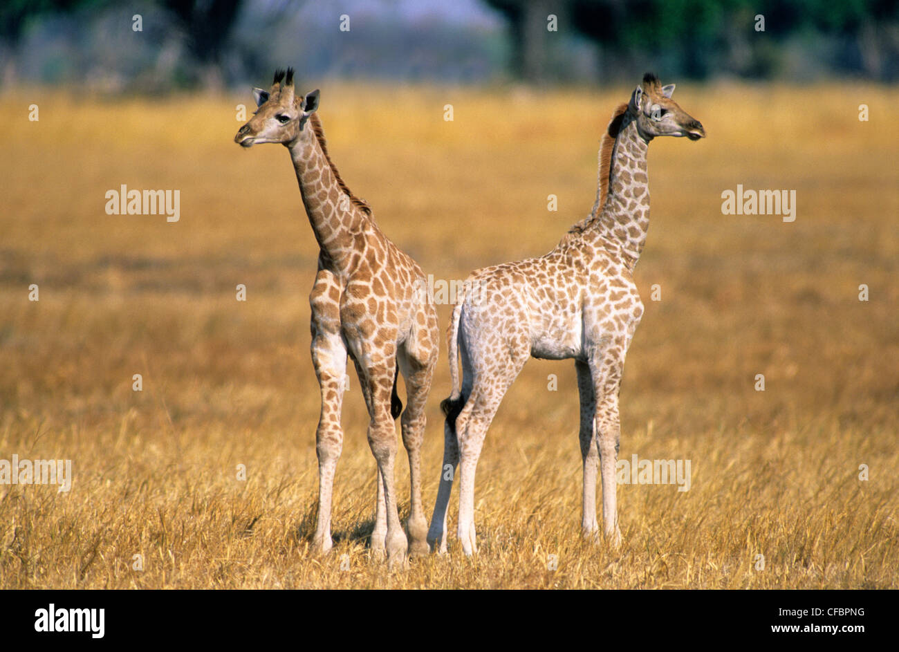 Les jeunes girafes (Giraffa camelopardalis), la réserve de Masai Mara, Kenya, Afrique de l'Est Banque D'Images