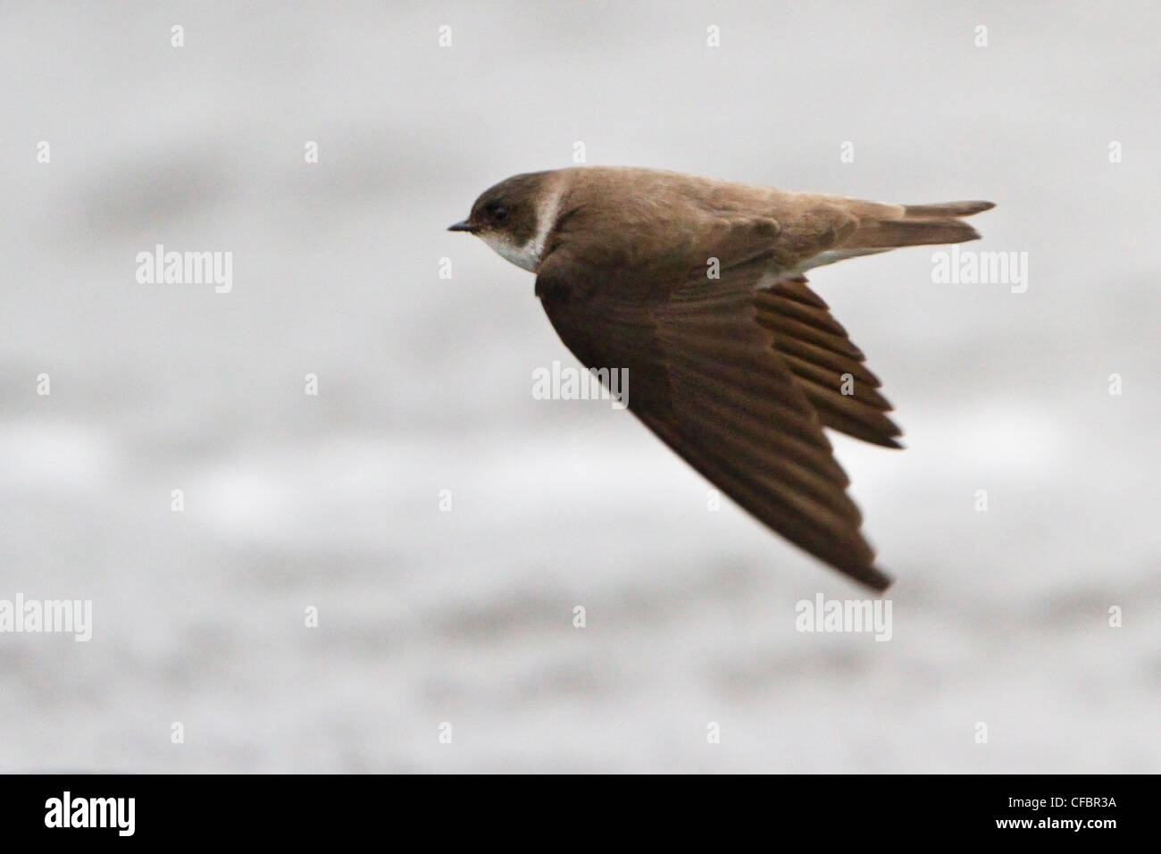 Hirondelle de rivage (Riparia riparia) survolant un River au Manitoba, Canada. Banque D'Images
