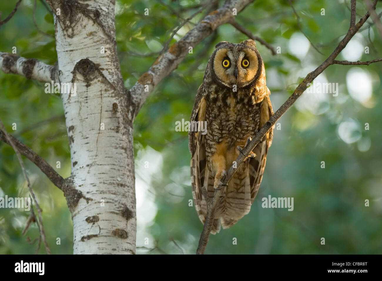 Long-eared Owl (Asio otis) perchoirs en tremble, Saskatchewan, Canada Banque D'Images