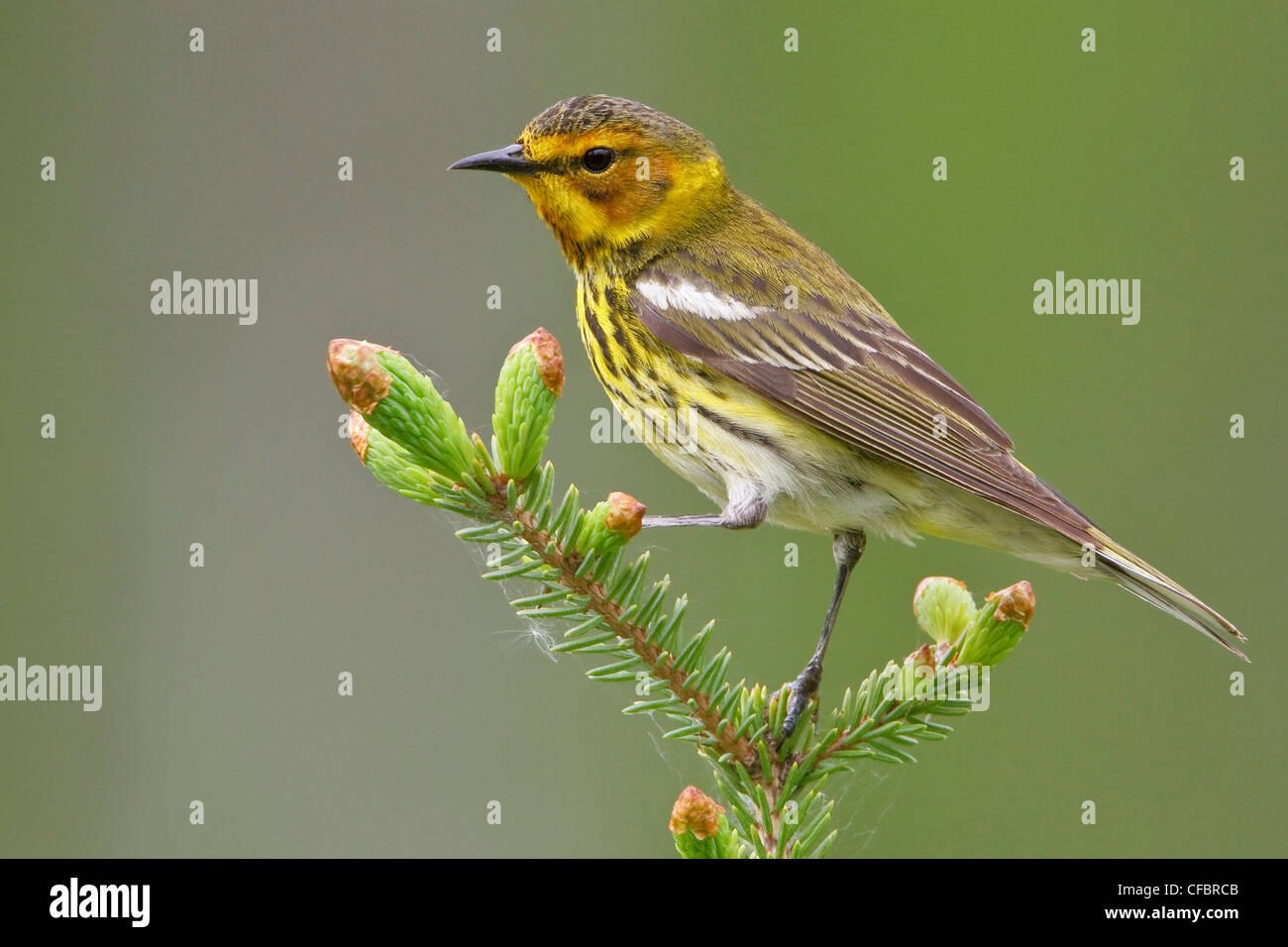 Cape May Warbler (Dendroica tigrina) perché sur une branche au Manitoba, Canada. Banque D'Images