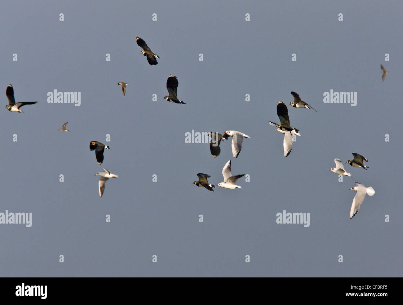 Vanellus vanellus, vanneaux et Noir-mouettes en vol ; l'hiver, Norfolk. Banque D'Images