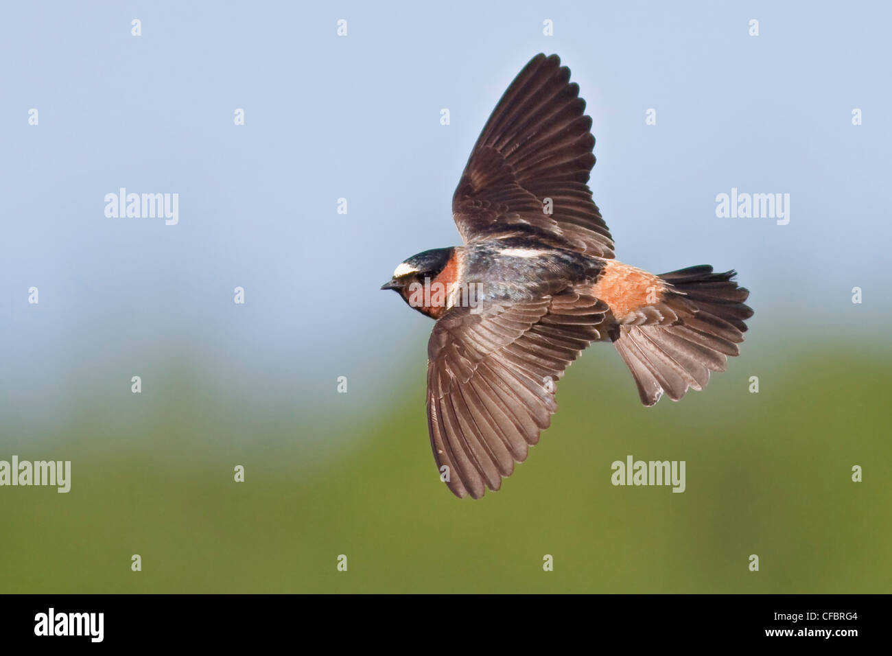 Hirondelle à front blanc (Petrochelidon pyrrhonota) survolant un River au Manitoba, Canada. Banque D'Images