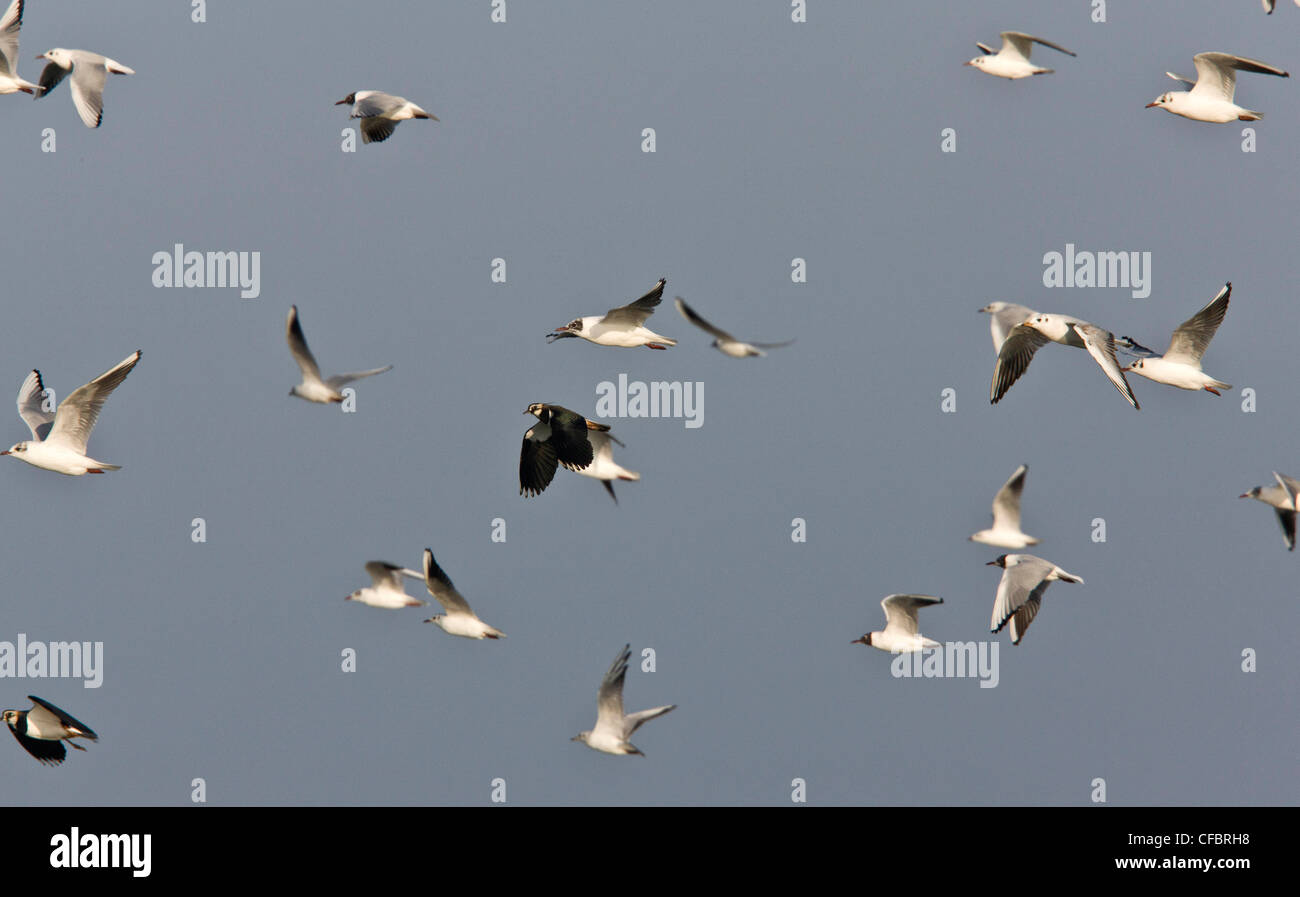 Vanellus vanellus, vanneaux et Noir-mouettes en vol ; l'hiver, Norfolk. Banque D'Images