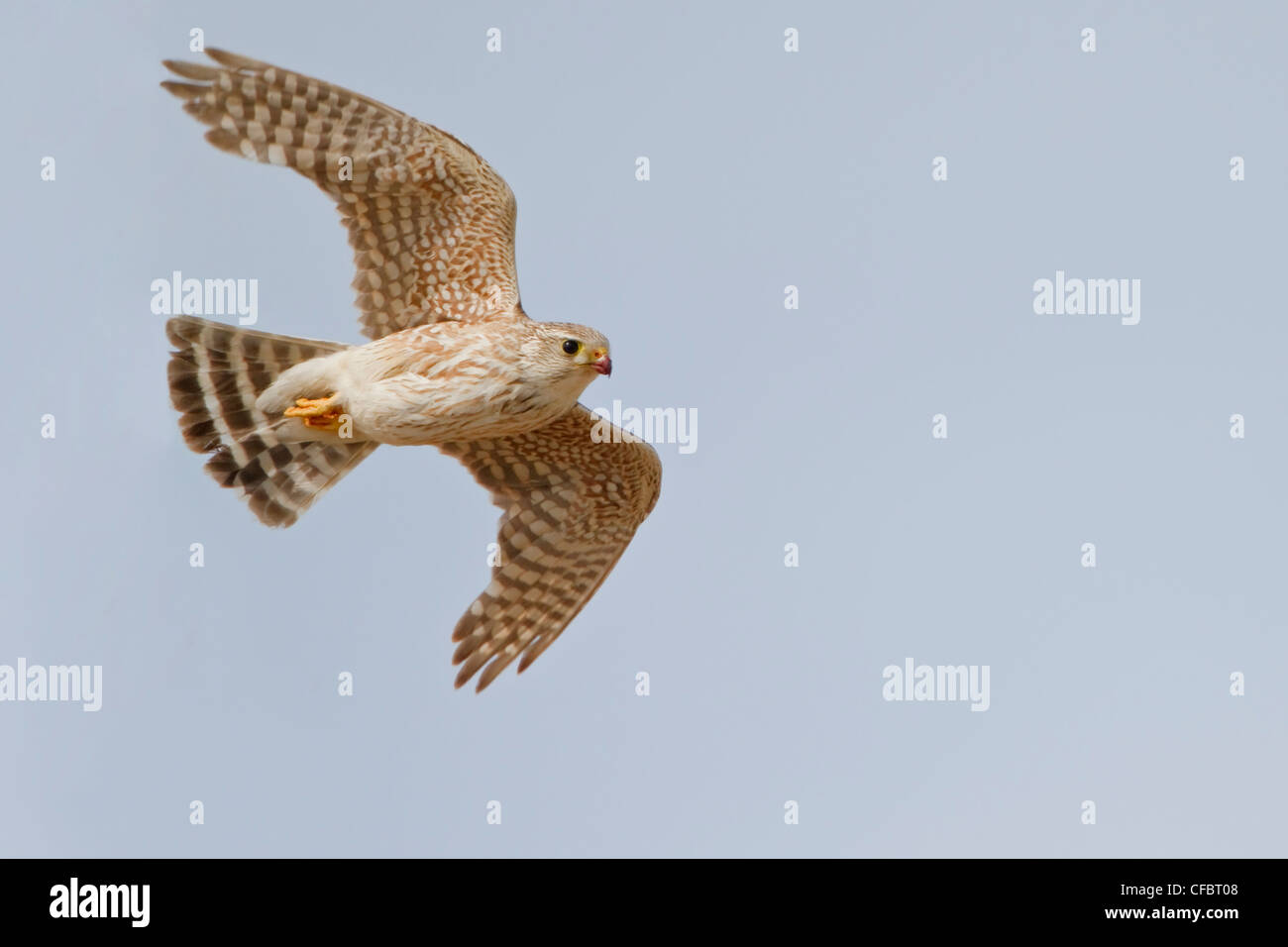 Merlin (Falco columbarius) voler dans l'Alberta, Canada. Banque D'Images