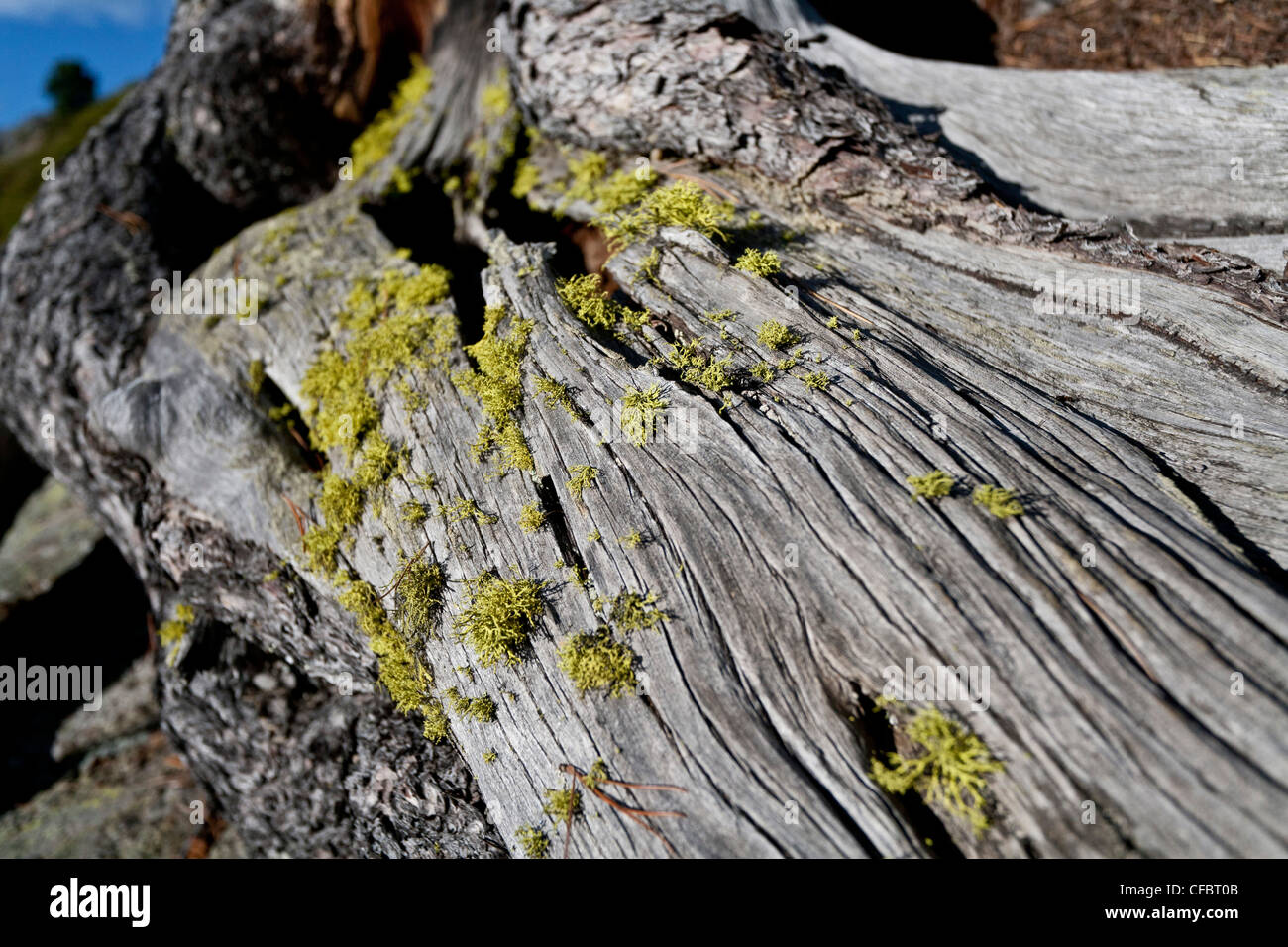 Pin, arbre, racines, bleu, ciel, rock, falaise, les racines des arbres, de grandir, de pierre, de terre, de l'Alp, en bois, le grain, l'Autriche, Banque D'Images