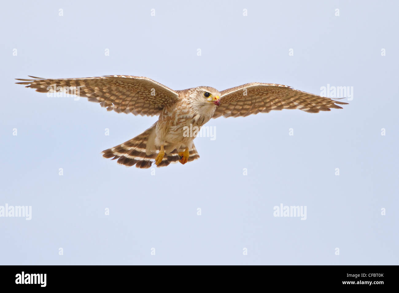 Merlin (Falco columbarius) voler dans l'Alberta, Canada. Banque D'Images
