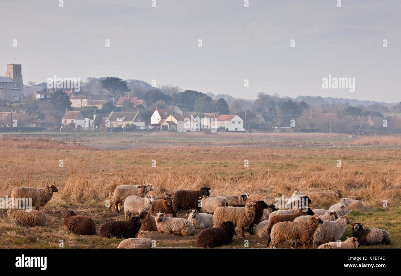 Moutons Shetland, partie de Norfolk Naturalists Trust 'flying flock', sur les marais, le CLAJ Norfolk. Banque D'Images