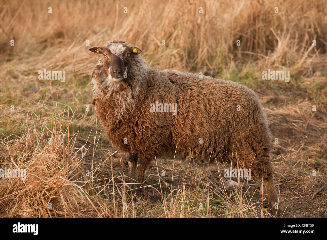 Moutons Shetland, partie de Norfolk Naturalists Trust 'flying flock', le CLAJ Marais, Norfolk. Banque D'Images