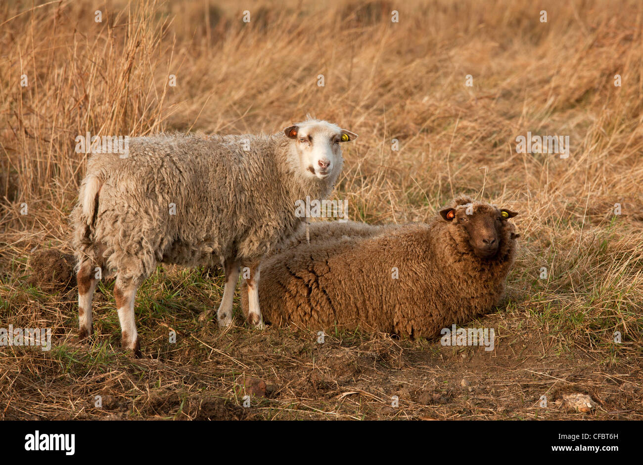 Moutons Shetland, partie de Norfolk Naturalists Trust 'flying flock', le CLAJ Marais, Norfolk. Banque D'Images