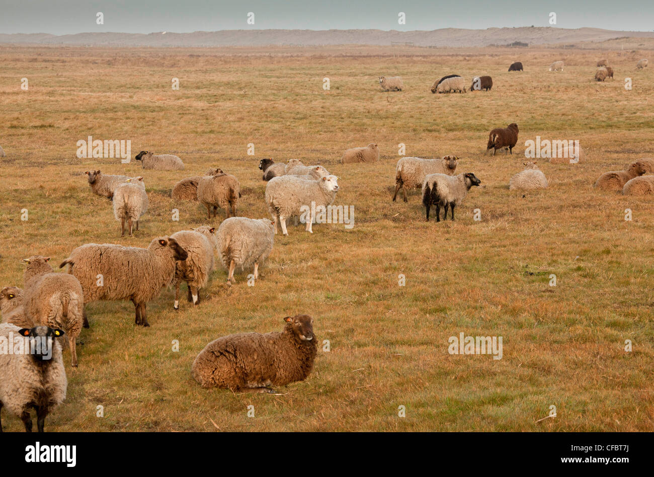 Moutons Shetland, partie de Norfolk Naturalists Trust 'flying flock', le CLAJ Marais, Norfolk. Banque D'Images