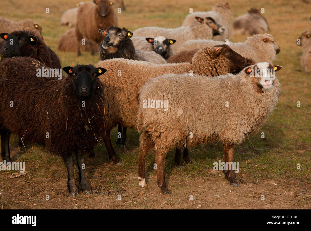 Moutons Shetland, partie de Norfolk Naturalists Trust 'flying flock', le CLAJ Marais, Norfolk. Banque D'Images