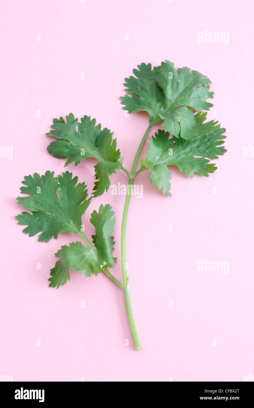 Green coriander on a background Banque D'Images