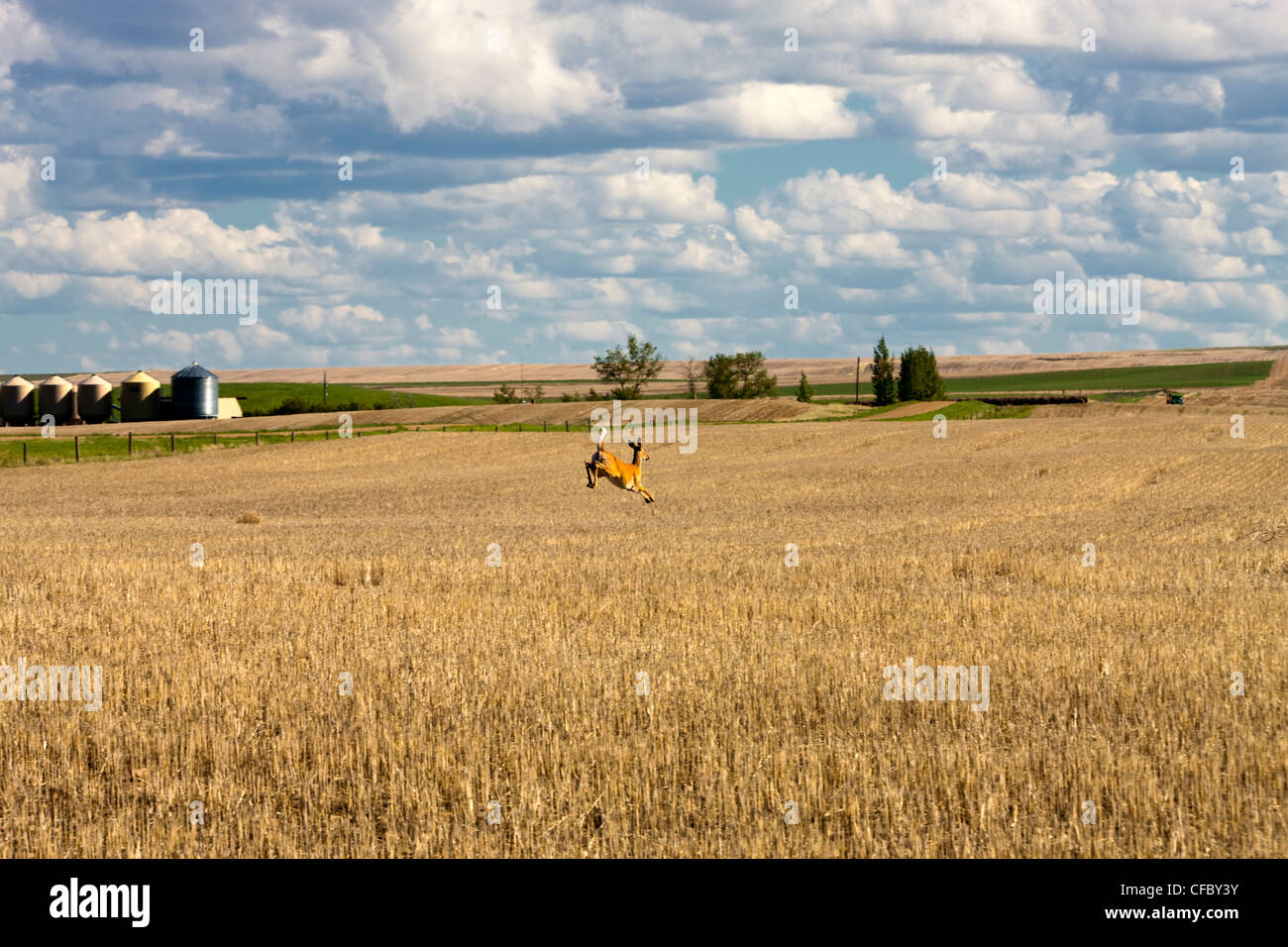 Le cerf de Virginie (Odocoileus virginianus) crossing farm field, Val Marie, Saskatchewan, Canada. Banque D'Images