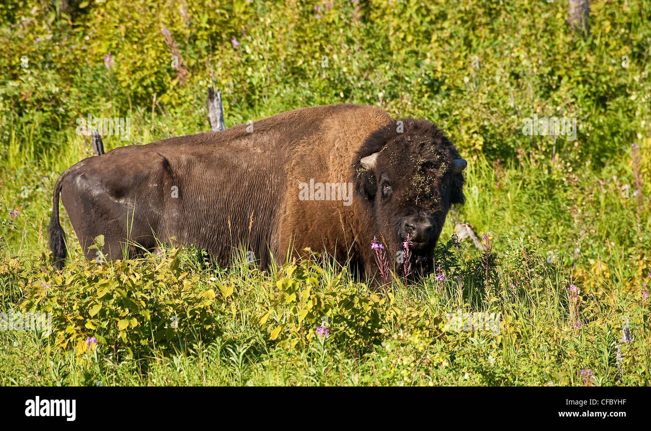 Bull (Bos bison bison) avec les cornes parmi l'épilobe (Chamerion angustifolium). Banque D'Images