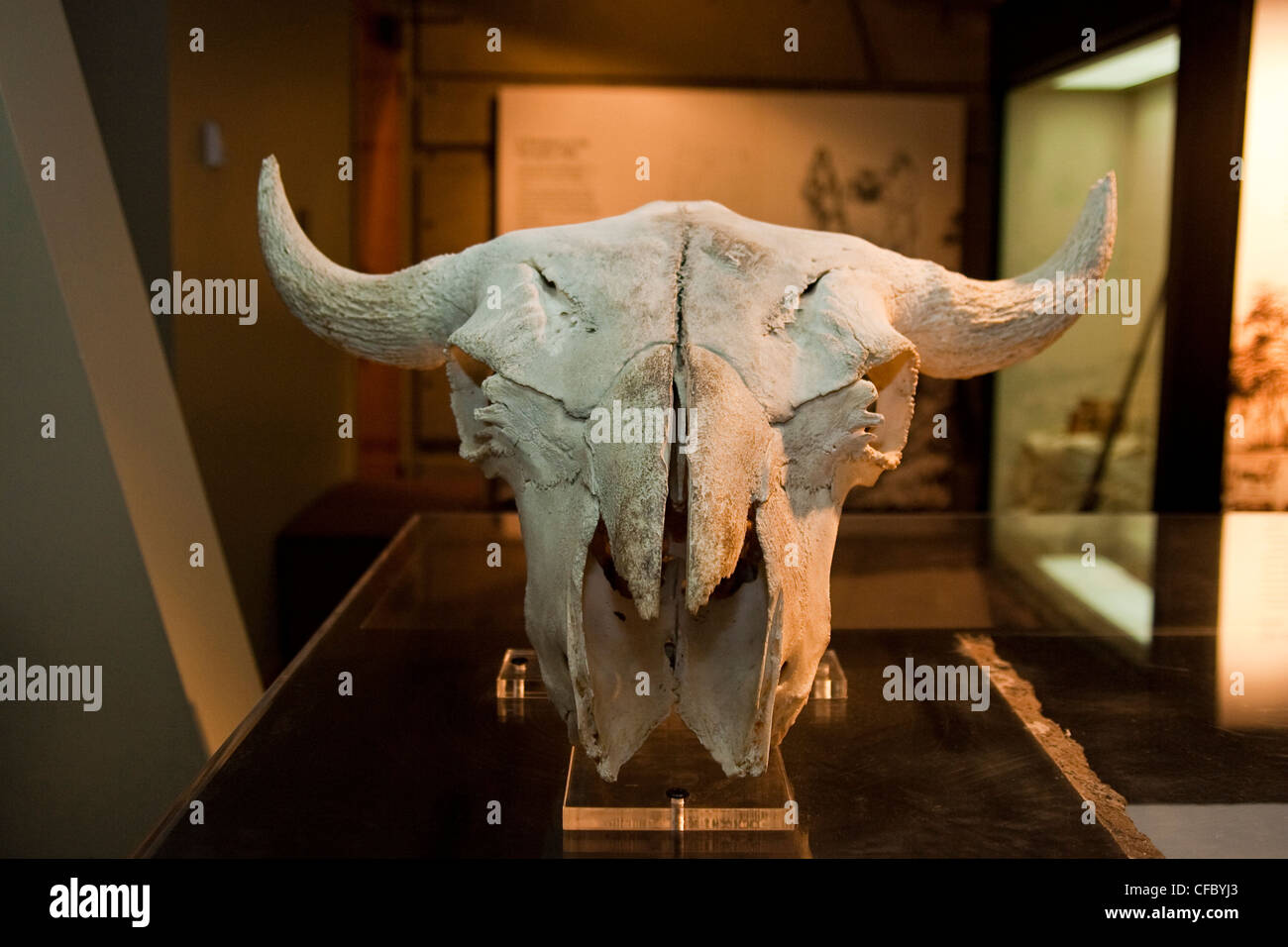 Affichage du crâne de bison, le précipice à bisons Head-Smashed-In centre des visiteurs, l'Alberta. Banque D'Images