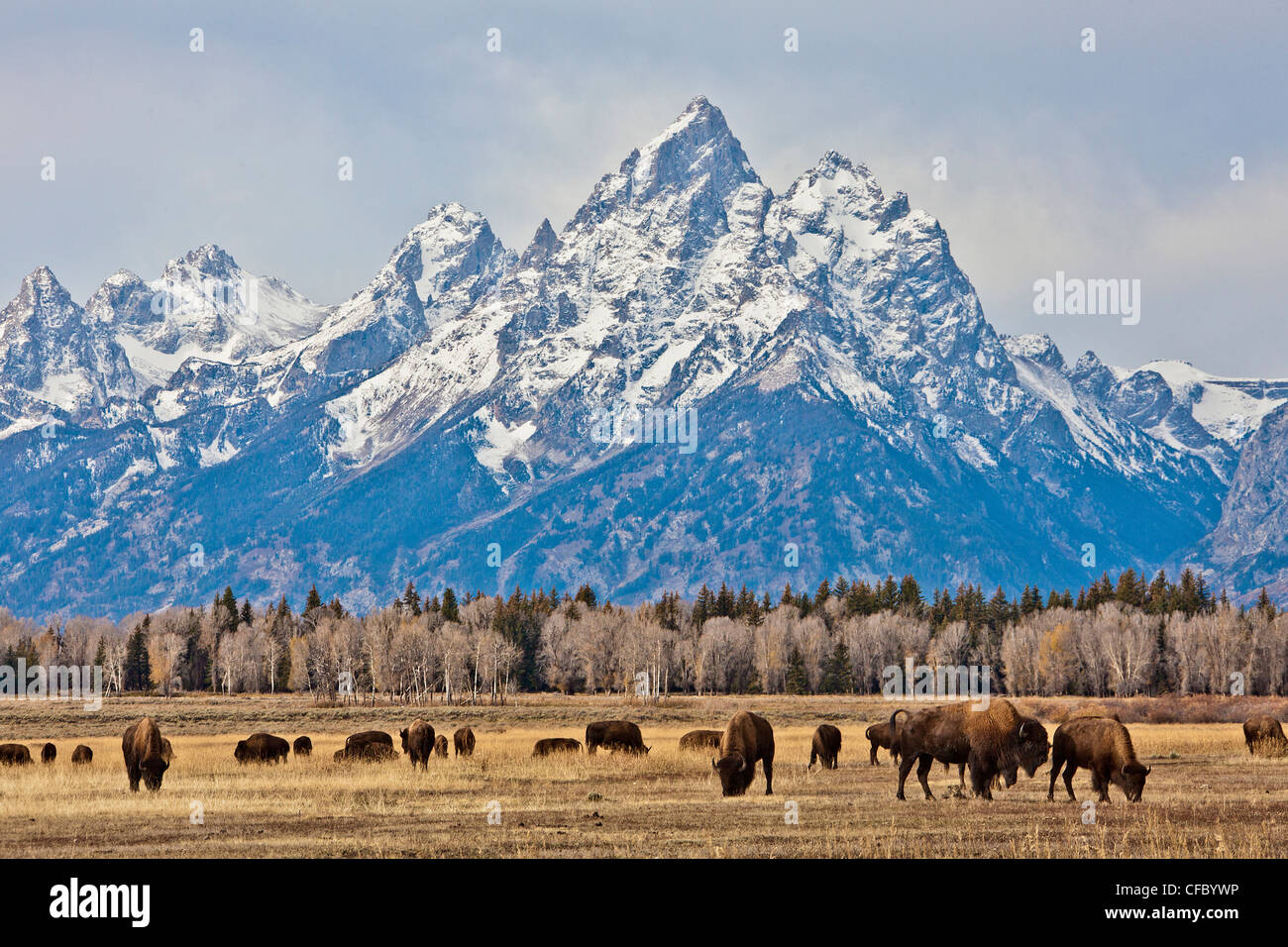 USA, United States, Amérique, Wyoming, Grand Teton, Parc National, buffles, les animaux, d'immenses, de montagnes, de pâturages, parc, rivière, neige Banque D'Images