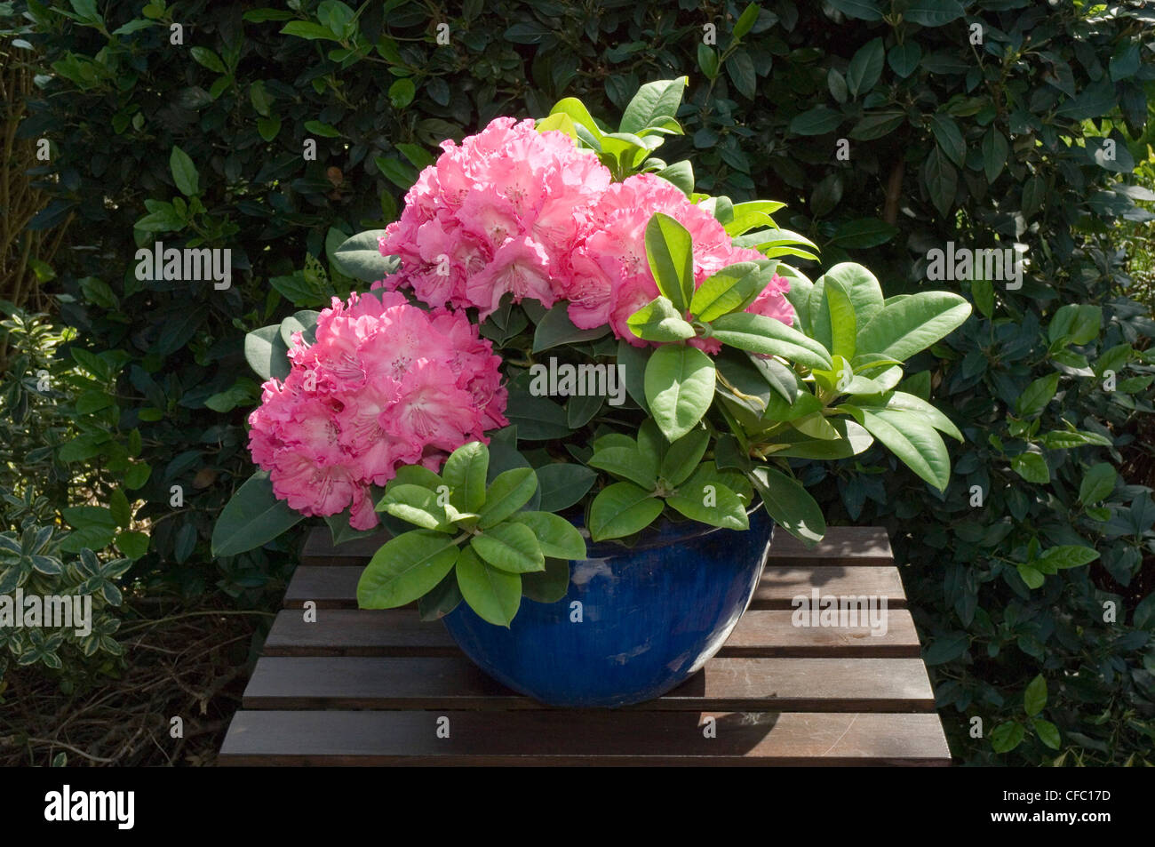 Un Rhododendron rose dans un bol en céramique bleu Banque D'Images
