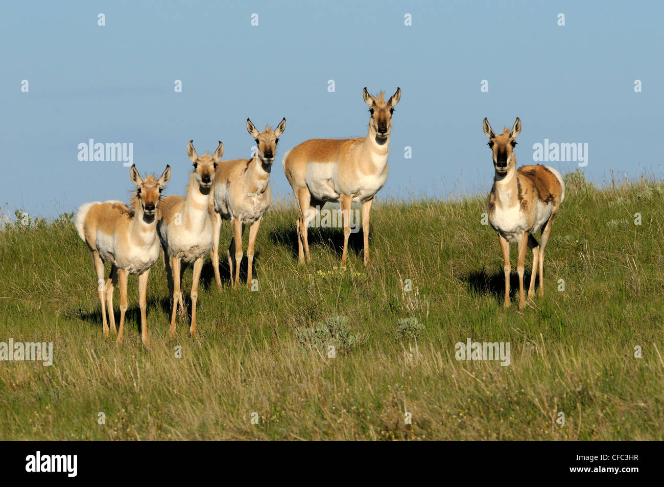 Pronghorn (Antilocapra americana), Alberta, Canada Banque D'Images