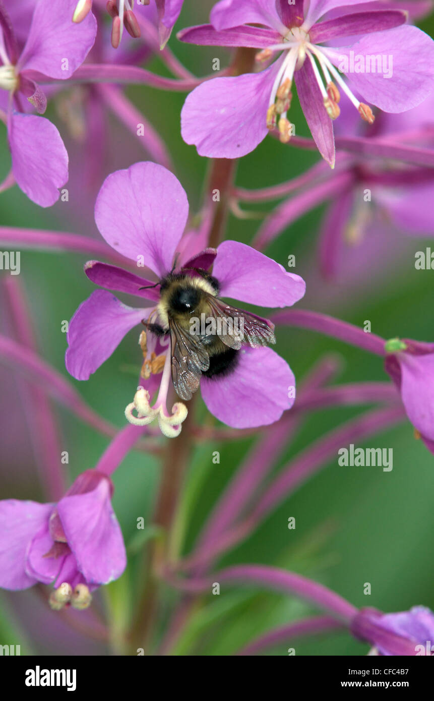 Bumblebee--tout membre de la famille bee genre Bombus Banque D'Images