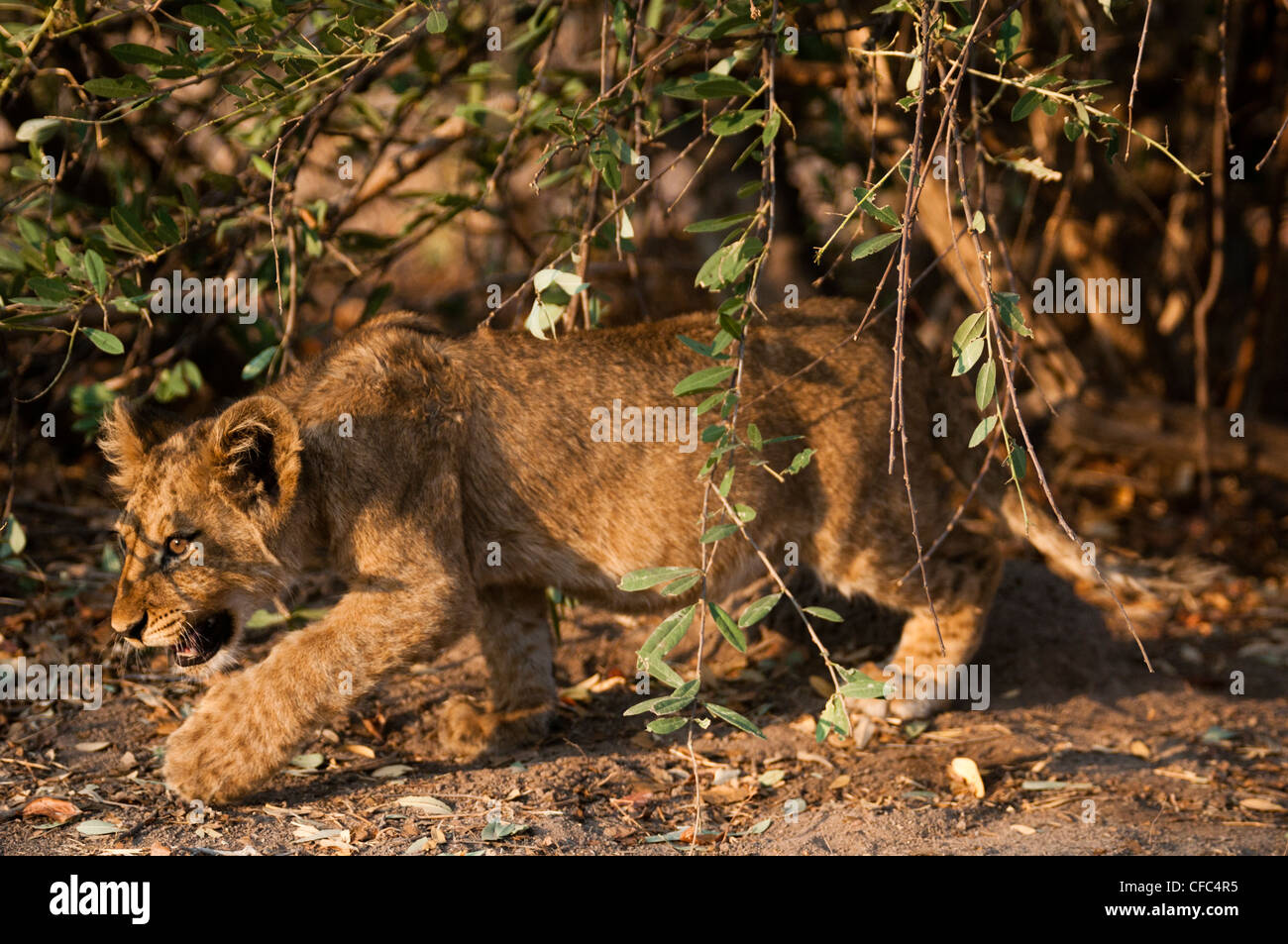 Lion's cub marche sous un arbre berger puant Banque D'Images