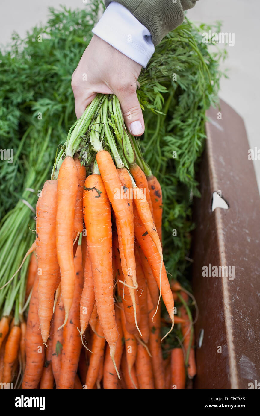Woman holding fresh bunch of organic carrots à un marché en plein air. Winnipeg, Manitoba, Canada. Banque D'Images