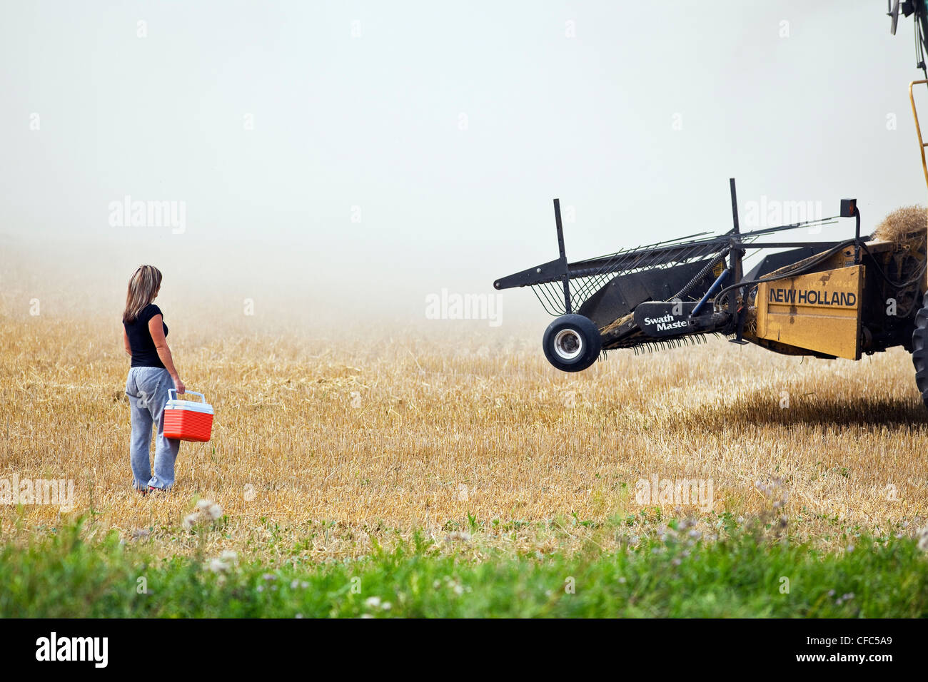 Femme accouchant le déjeuner à une moissonneuse-batteuse du refroidisseur d'opérateur au cours de la récolte. Près de Somerset, au Manitoba, Canada. Banque D'Images