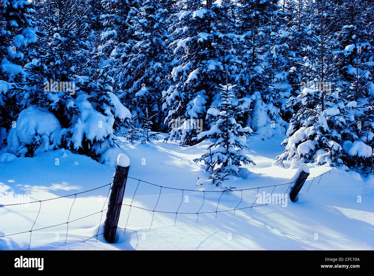 Neige fraîchement tombée sur les arbres et de clôture, St Honoré, Beauce, Québec, Canada Banque D'Images