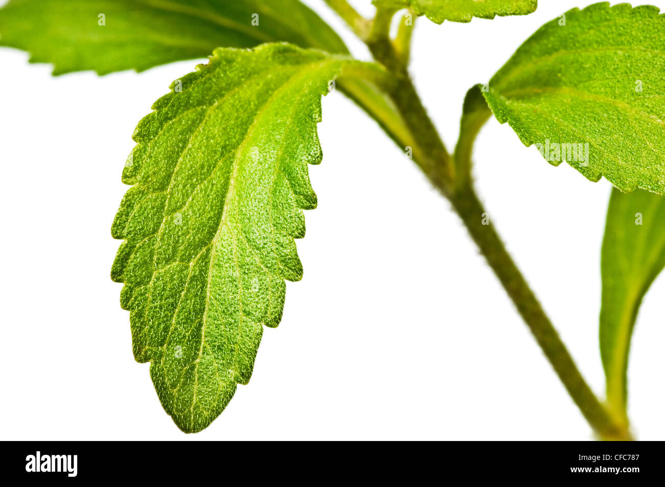 Soutien de l'usine pour le sucre Stevia Banque D'Images