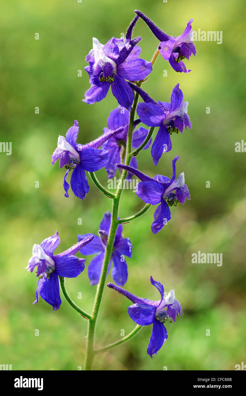 Larkspur Delphinium nuttallianum (Upland), sud de la vallée de l'Okanagan, Colombie-Britannique Banque D'Images