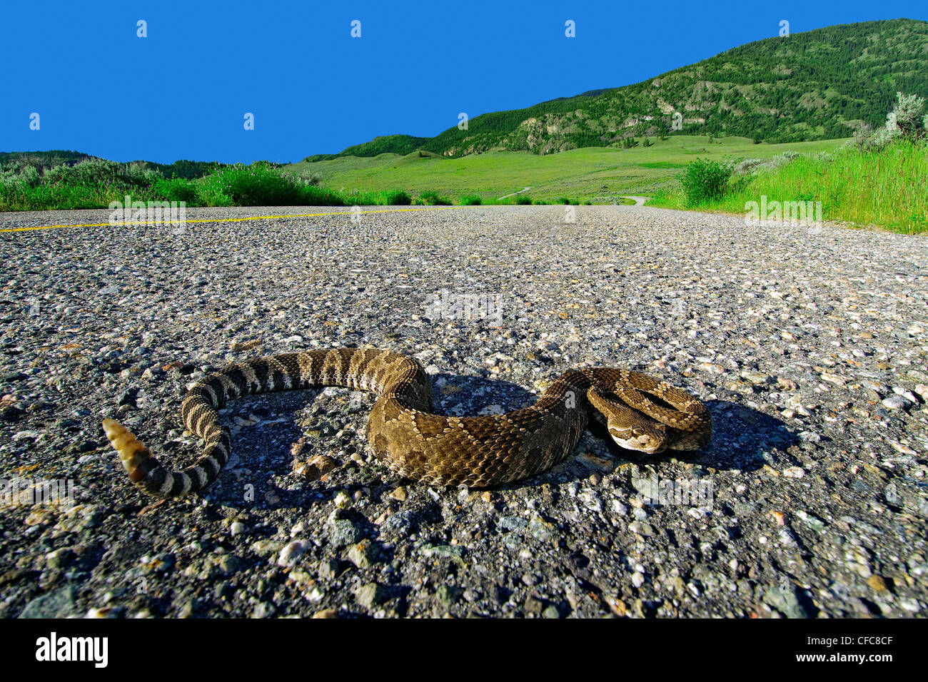 Crotale de l'Ouest (Crotalus oreganus) traverser une route, le sud de l'Okanagan, Colombie-Britannique Banque D'Images