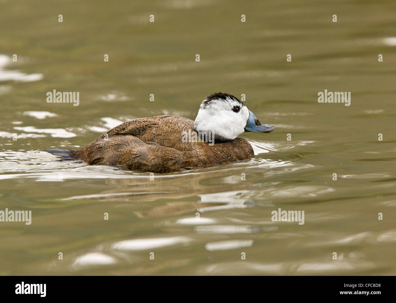 L'érismature à tête blanche Oxyura leucocephala, - homme adulte en hiver sur le lac. L'Europe du Sud. Banque D'Images