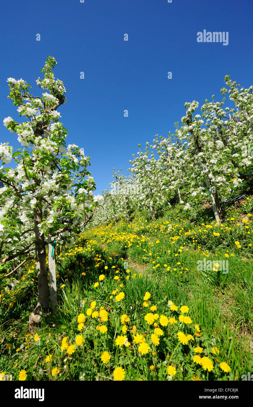 Rangée de pommiers en fleurs, Eppan, Meran, le Tyrol du Sud, Italie, Europe Banque D'Images