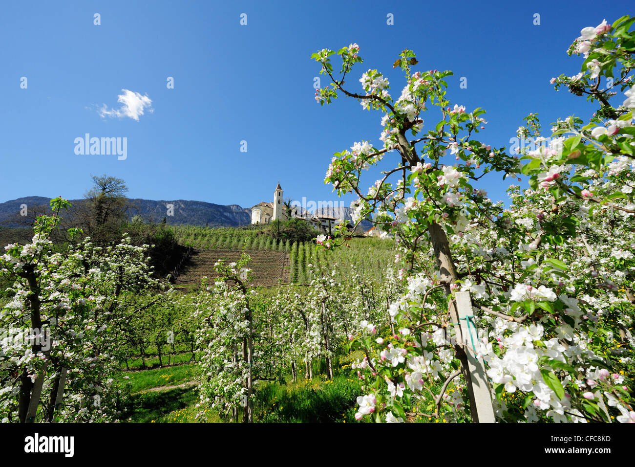 Rangées de pommiers en fleurs et village avec église en arrière-plan, Eppan, Meran, le Tyrol du Sud, Italie, Europe Banque D'Images