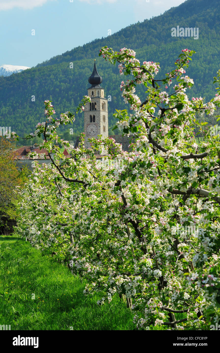 Pommiers en fleurs à l'église en arrière-plan, Glurns, Vinschgau, Tyrol du Sud, Italie, Europe Banque D'Images