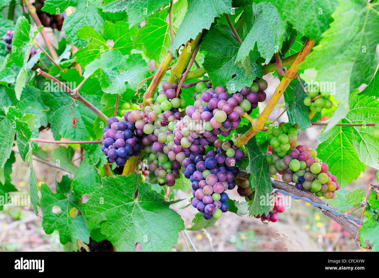 Raisins sur la vigne à Cherry Point Vineyards dans la région de Cobble Hill, British Columbia, Canada Banque D'Images