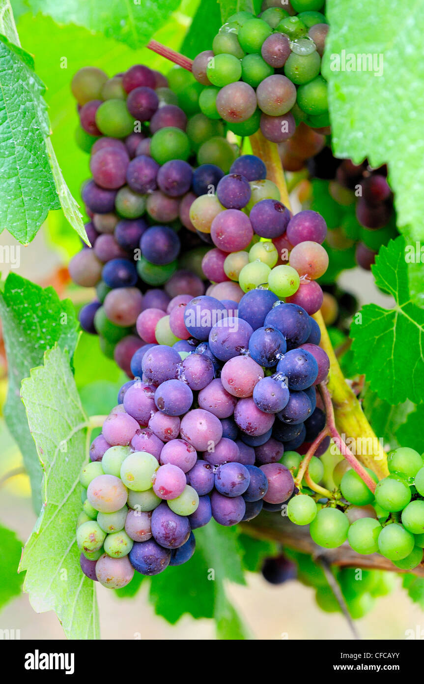 Raisins sur la vigne à Cherry Point Vineyards dans la région de Cobble Hill, British Columbia, Canada Banque D'Images