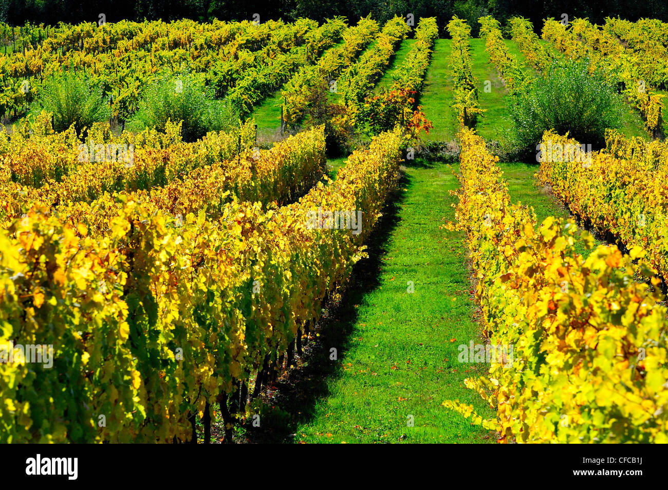 La couleur de l'automne et de vignobles dans la région de vignoble à Glenora, près de Duncan, Colombie-Britannique, Canada Banque D'Images