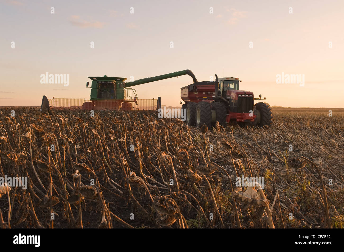 Une moissonneuse-batteuse débarque dans un wagon de grain sur le rendez-vous pendant la récolte de tournesol, près de La Salle, Manitoba, Canada Banque D'Images