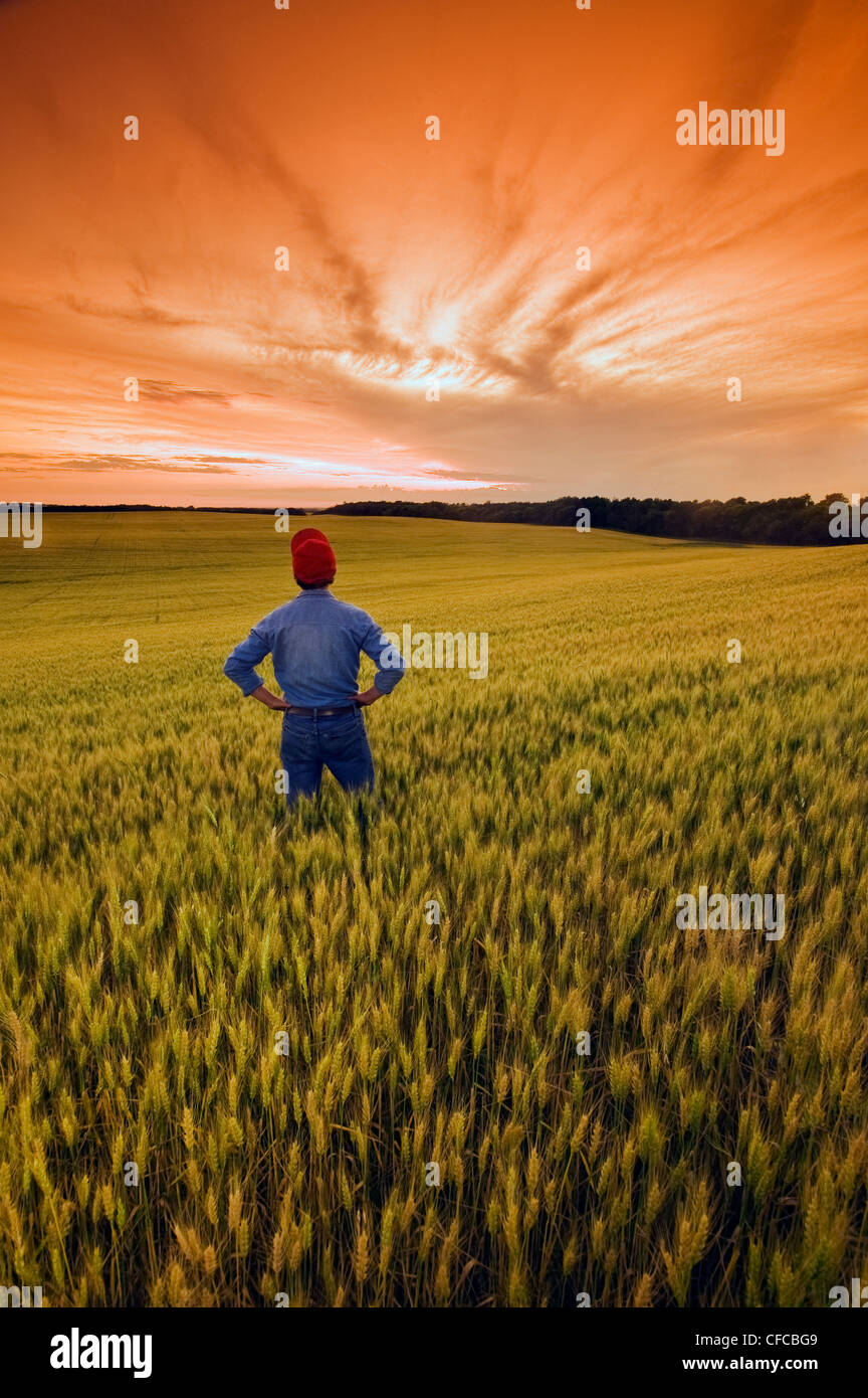 Un homme donne sur un champ de blé à maturité, près de Treherne, Manitoba, Canada Banque D'Images