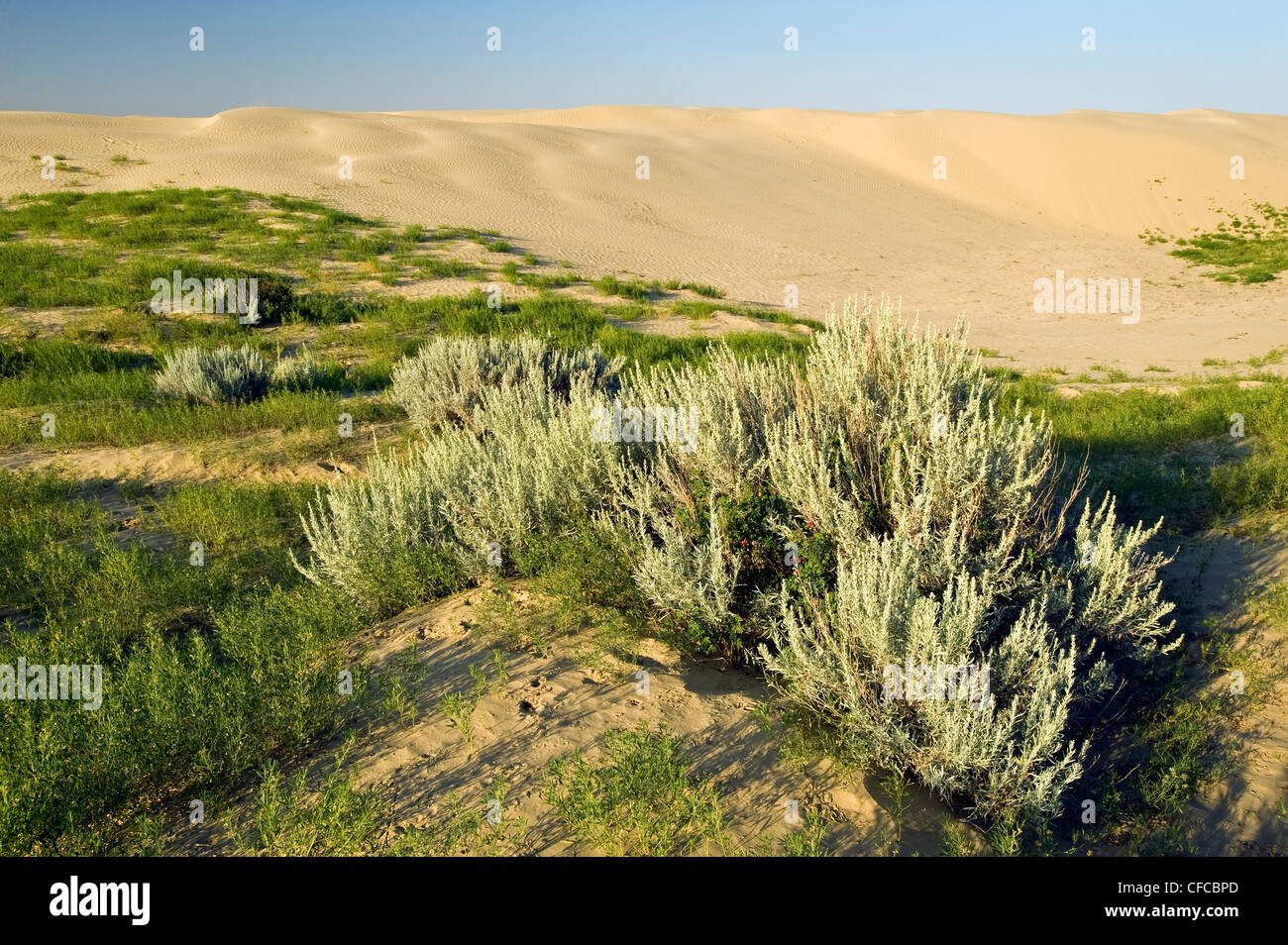 L'armoise, Great Sandhills, près de Sceptre, Saskatchewan, Canada Banque D'Images