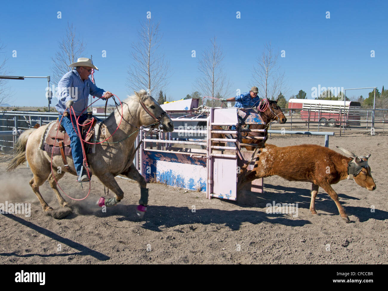 Team roping événement dans une petite ville de l'ouest du Texas. Banque D'Images