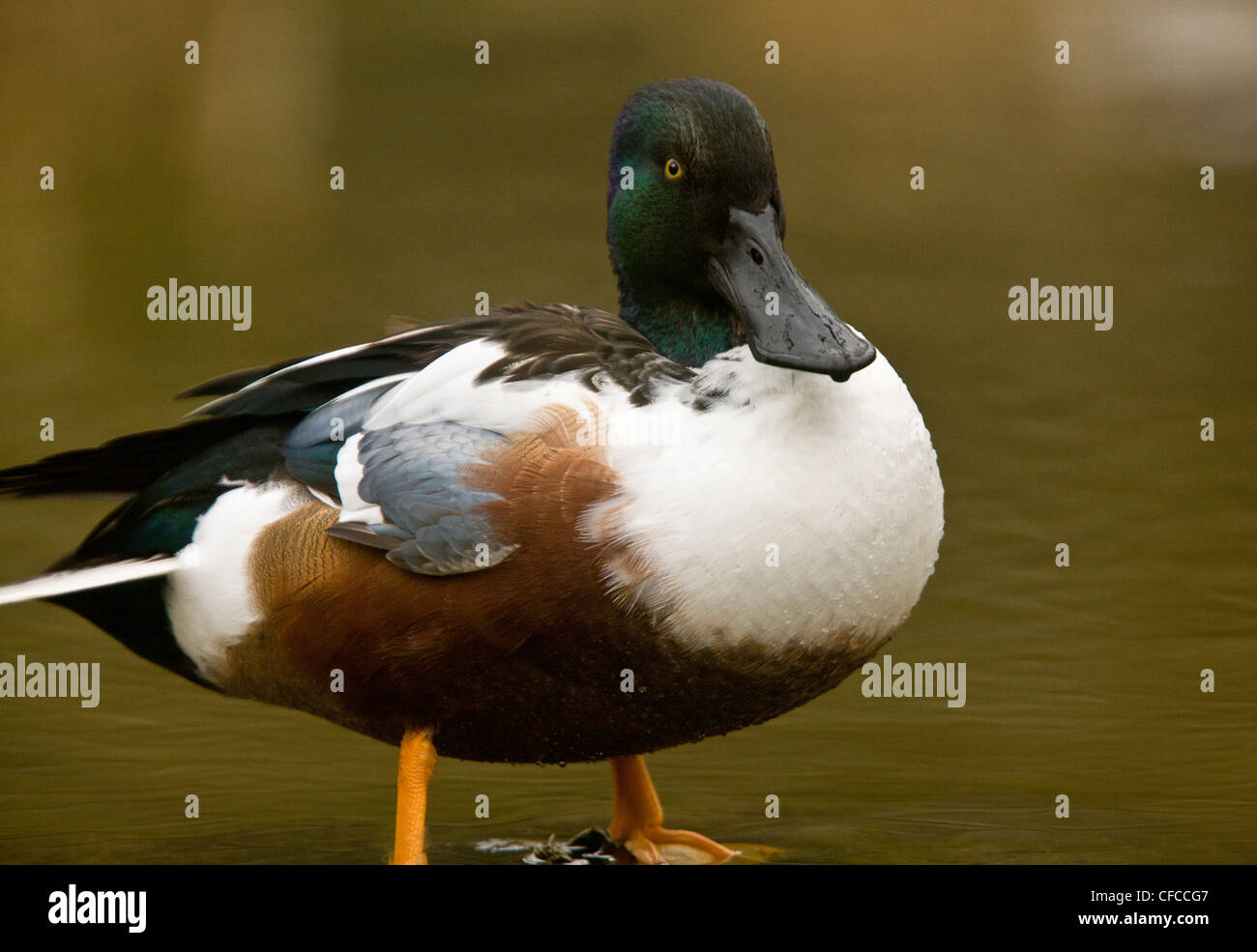 Le Canard souchet mâle, Anas clypeata, sur le lac, dans le Norfolk. Banque D'Images