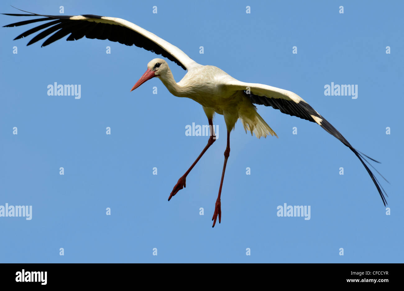 Stork vol, Usedom, Mecklembourg-Poméranie-Occidentale, Allemagne Banque D'Images