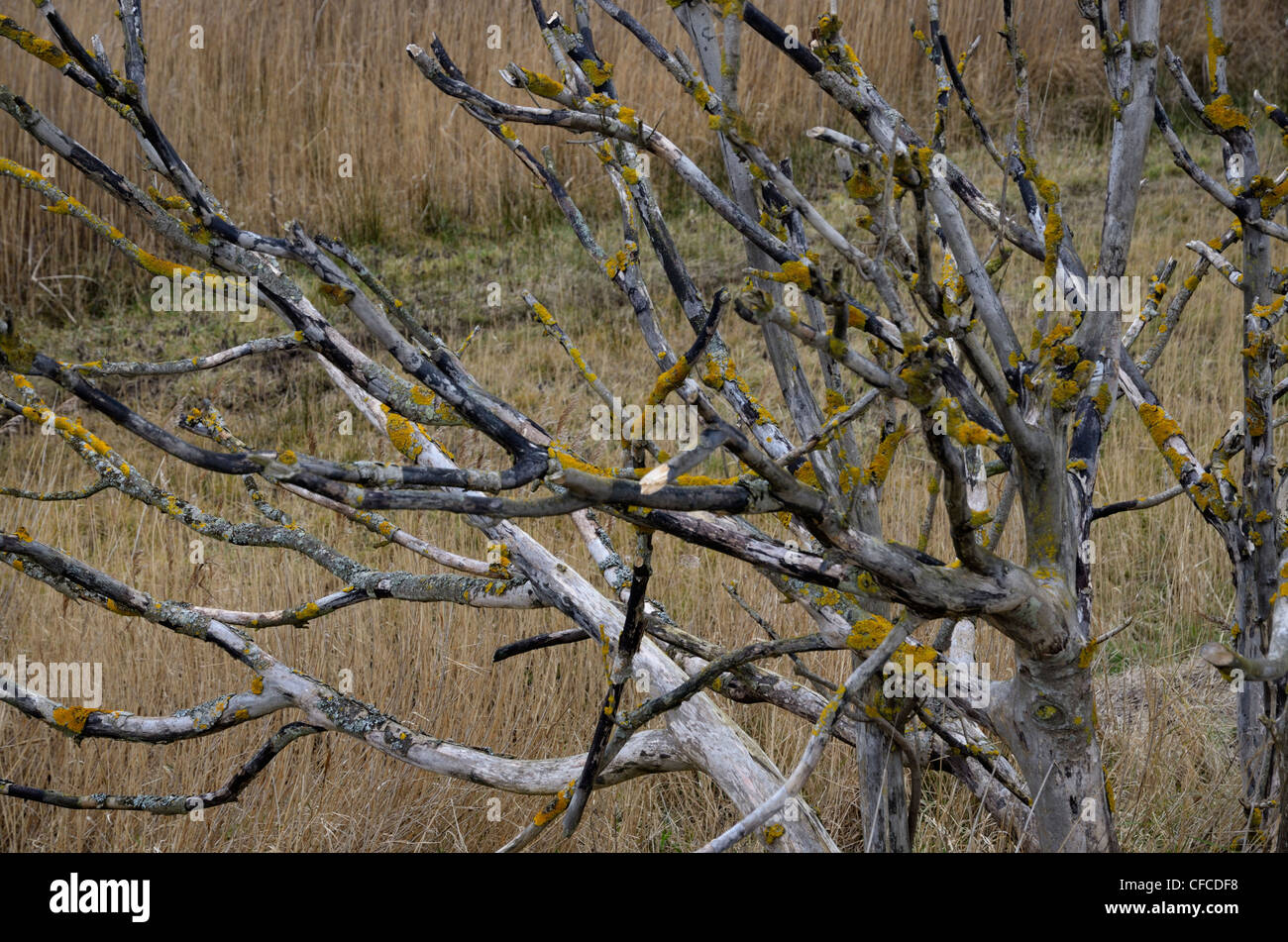 Arbre mort avec des branches couvertes de lichen, Banque D'Images