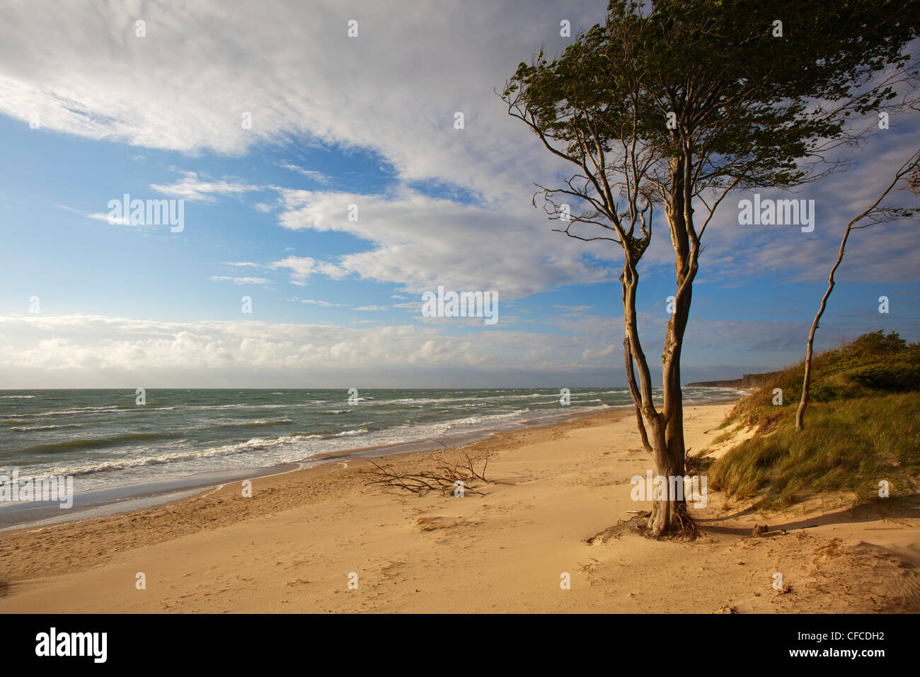 Darss à West Beach, Fischland-Darss-Zingst, mer Baltique, Schleswig-Holstein, Allemagne Banque D'Images