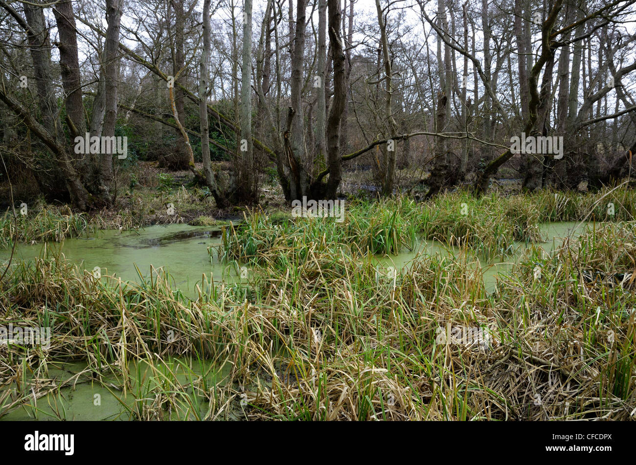 Alder carr forestiers humides, Suffolk Banque D'Images