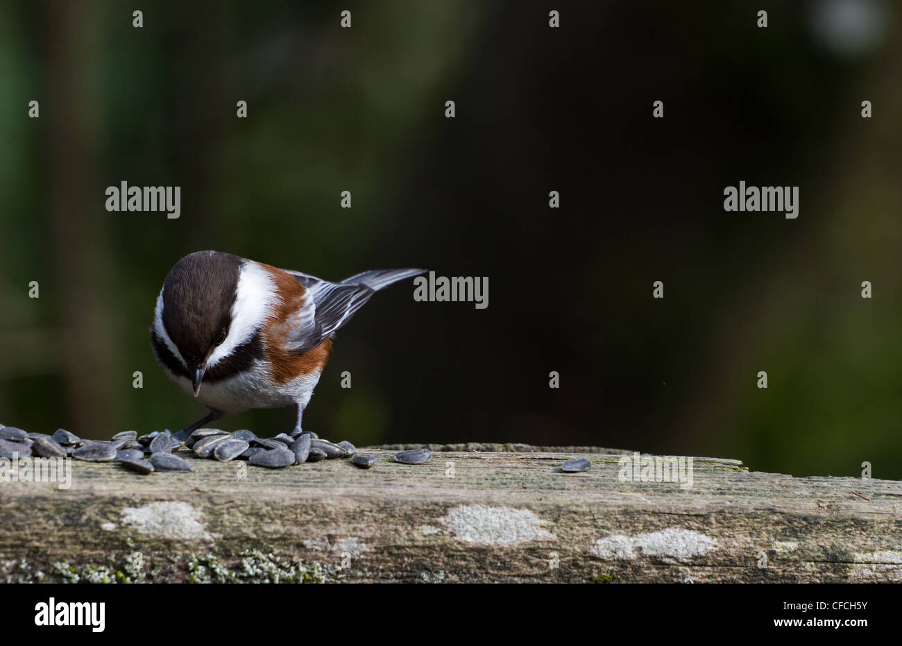 La mésange à dos marron,Chickadee Banque D'Images