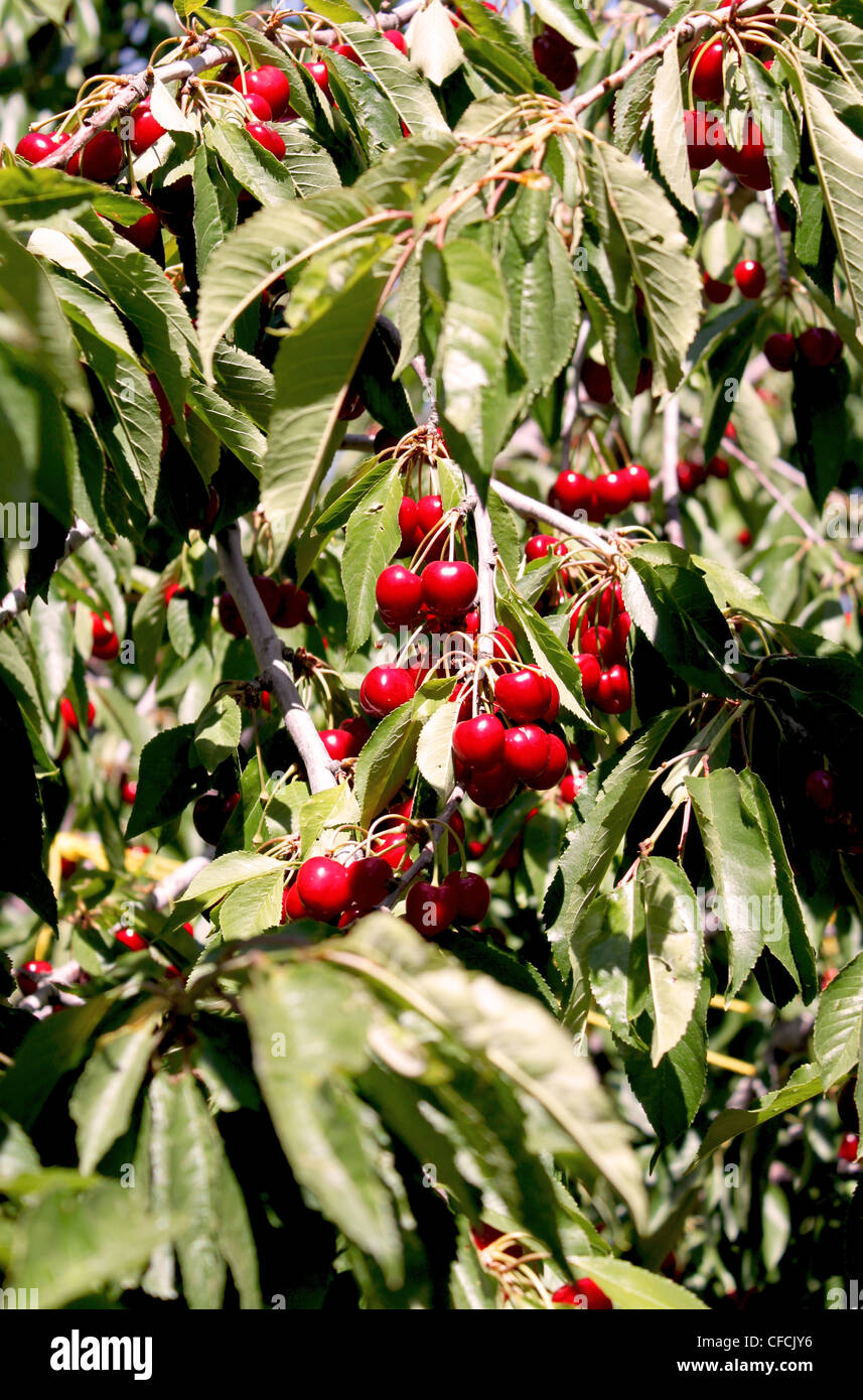 Cherry picking ferme. Banque D'Images