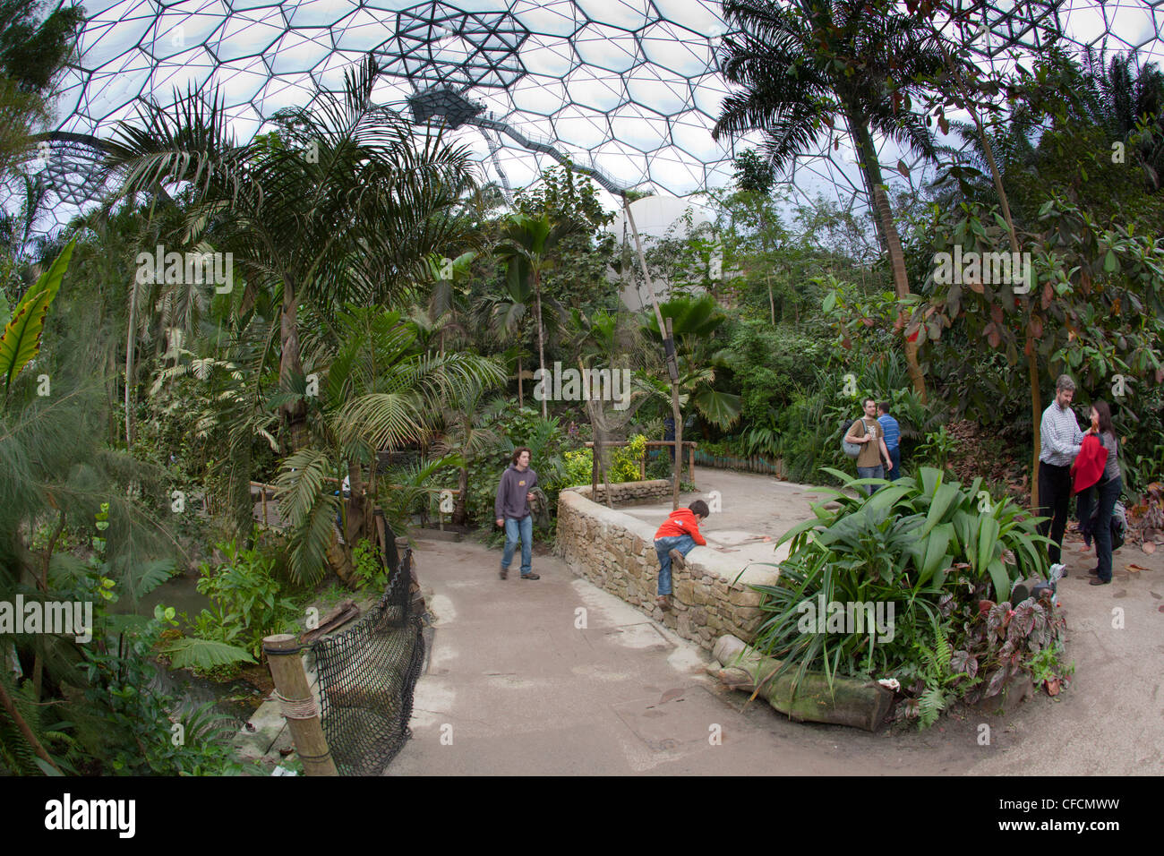 Eden, biome tropical, Cornwall, UK Banque D'Images